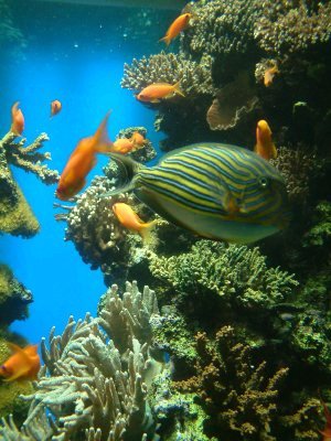 Reef fish